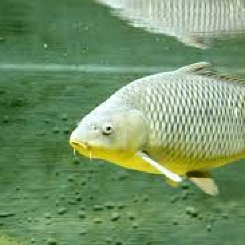 karp